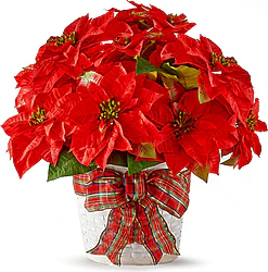 Quest'anno augura Buone Feste con una Stella di Natale Rossa di Prima scelta in elegante Confezione Rustica con decorazioni Natalizie.