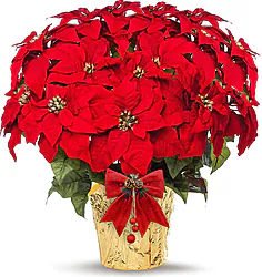 Maxi Red Poinsettia plant